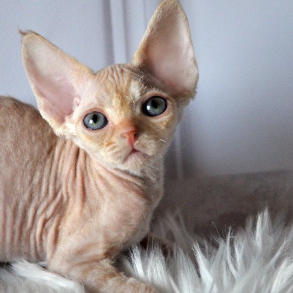 Devon Rex NOV Nikov
