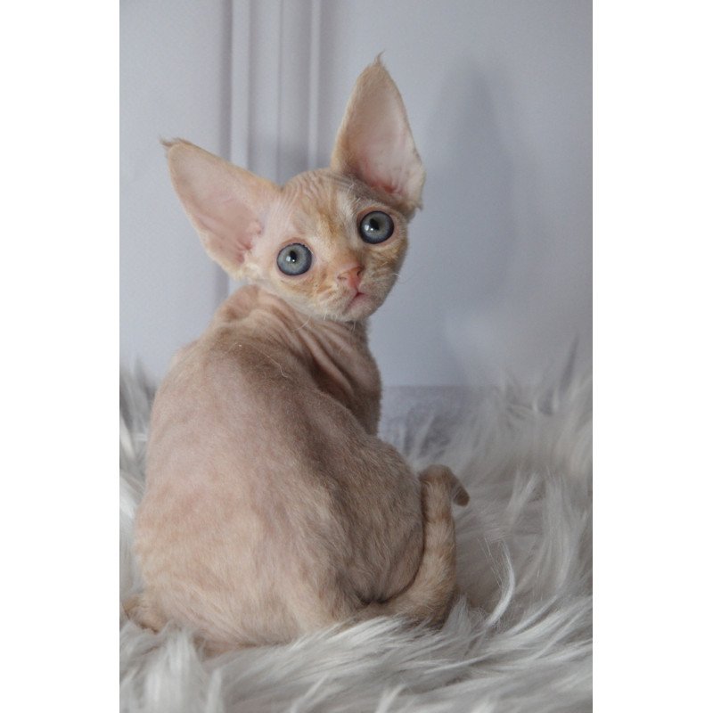 Devon Rex NOV Nikov