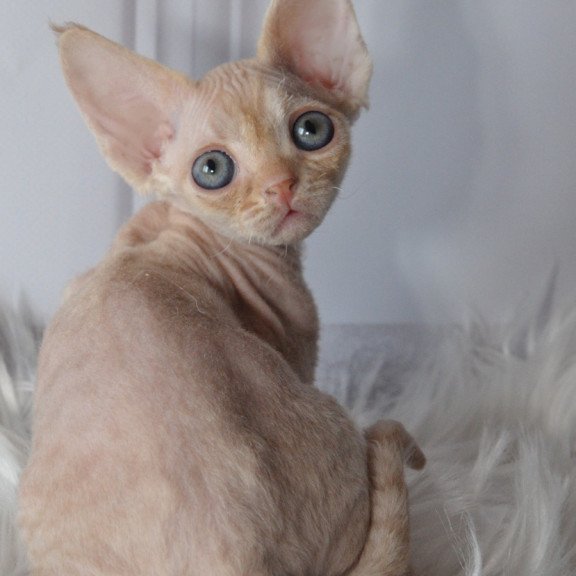 Devon Rex NOV Nikov