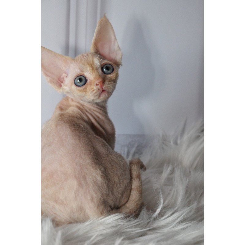 Devon Rex NOV Nikov