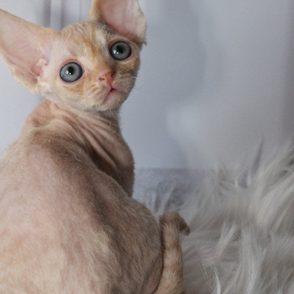 Devon Rex NOV Nikov
