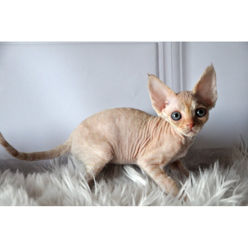 Devon Rex NOV Nikov
