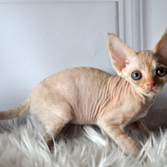 Devon Rex NOV Nikov