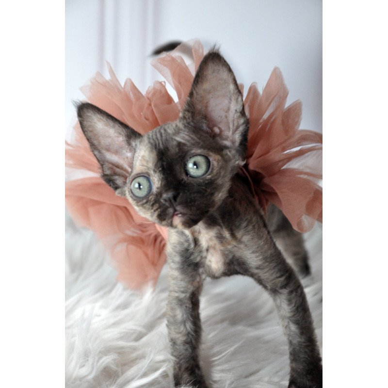 Devon Rex NOV Nonna