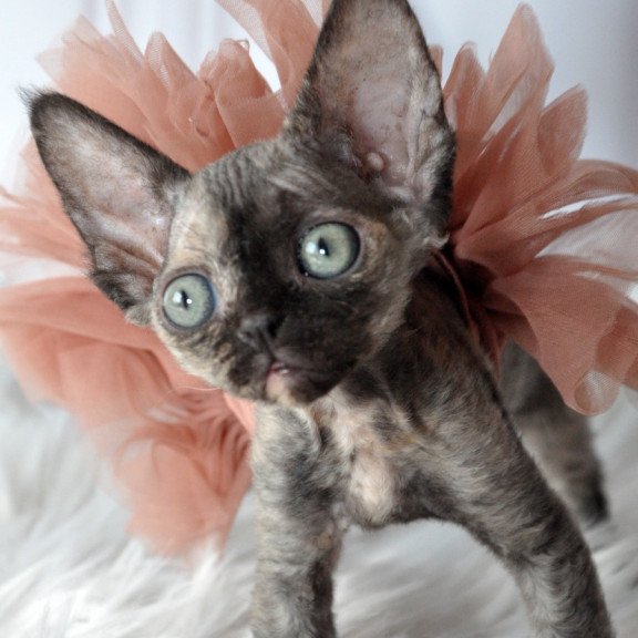 Devon Rex NOV Nonna
