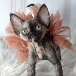 Devon Rex NOV Nonna
