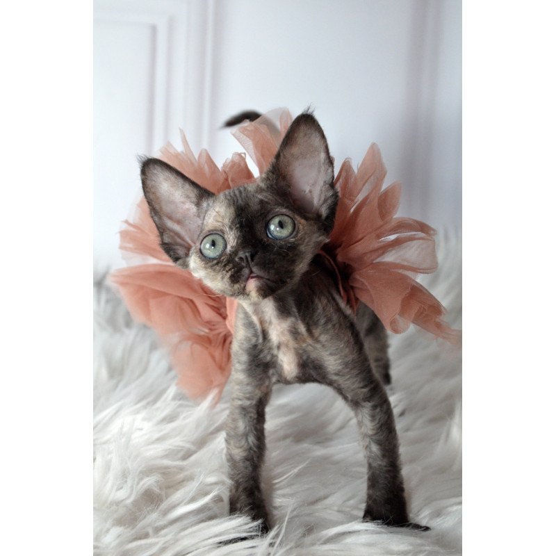 Devon Rex NOV Nonna