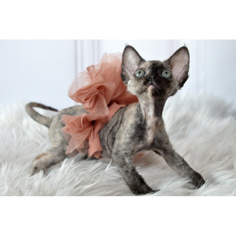 Devon Rex NOV Nonna