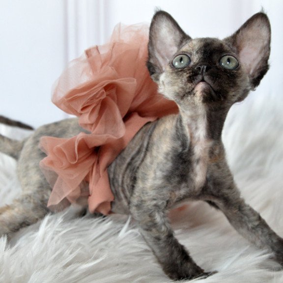 Devon Rex NOV Nonna
