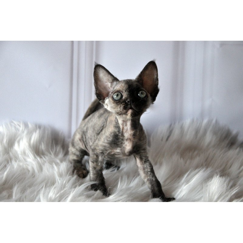 Devon Rex NOV Nonna