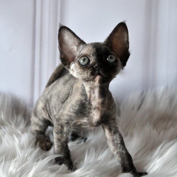 Devon Rex NOV Nonna
