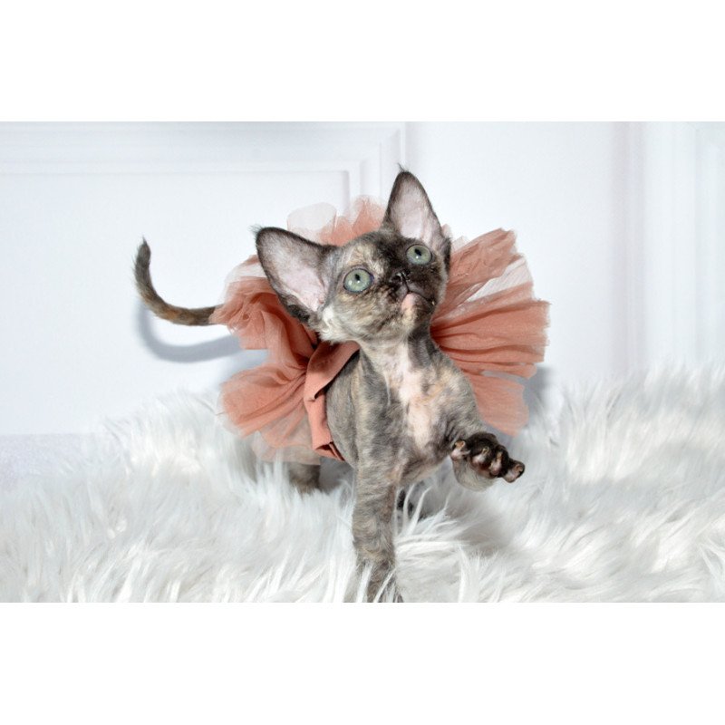 Devon Rex NOV Nonna