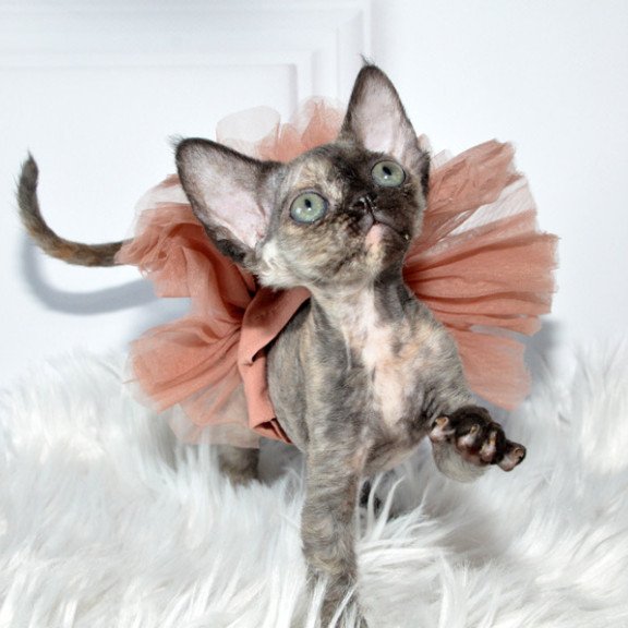 Devon Rex NOV Nonna