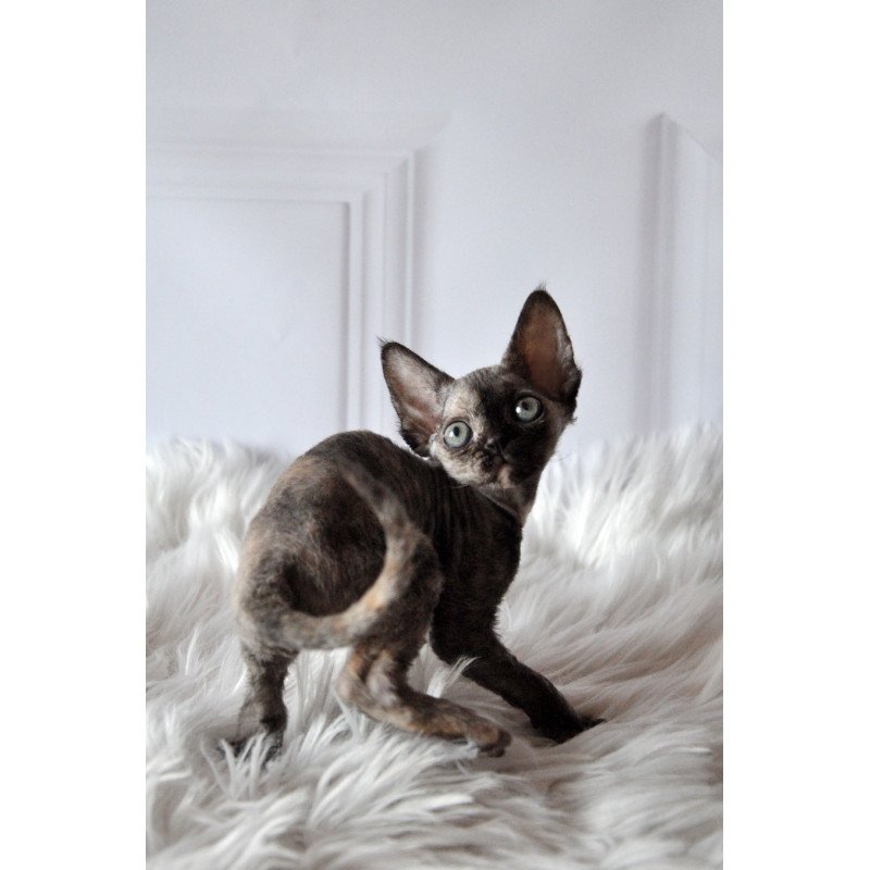 Devon Rex NOV Nonna