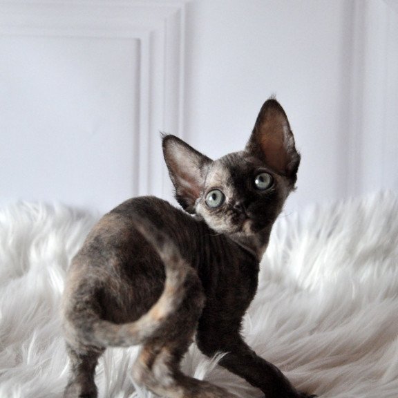 Devon Rex NOV Nonna