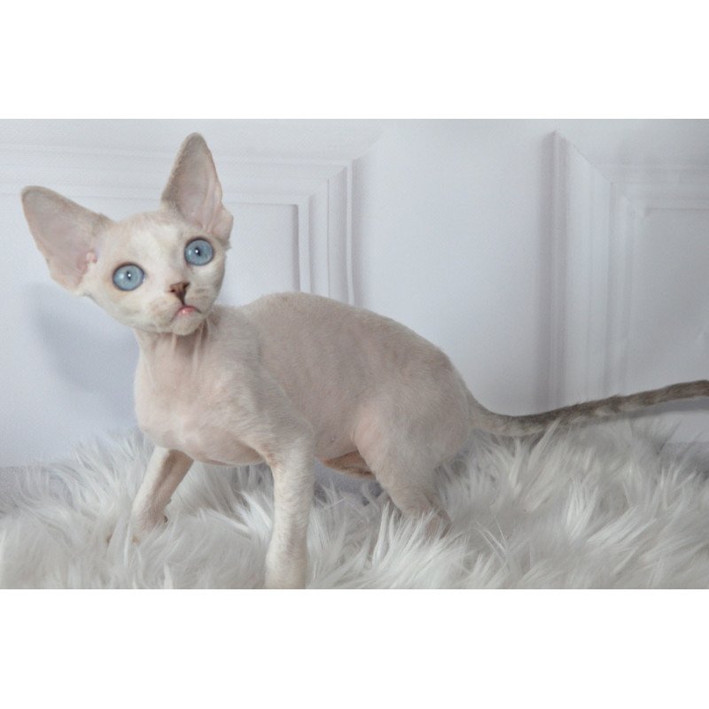 Devon Rex NOV Tolik