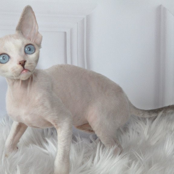 Devon Rex NOV Tolik