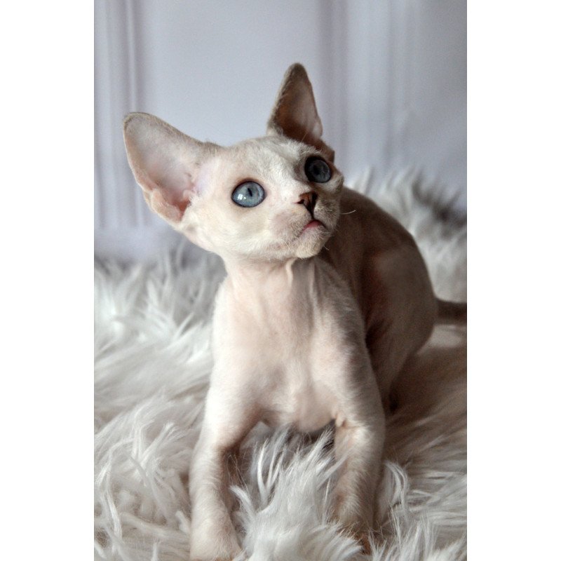 Devon Rex NOV Tolik