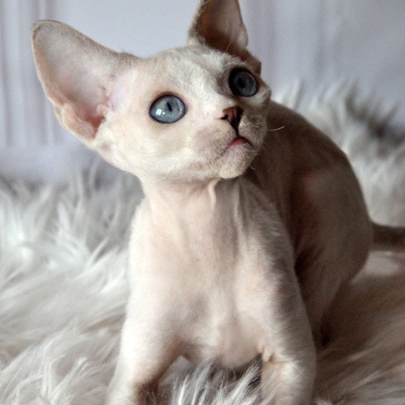 Devon Rex NOV Tolik