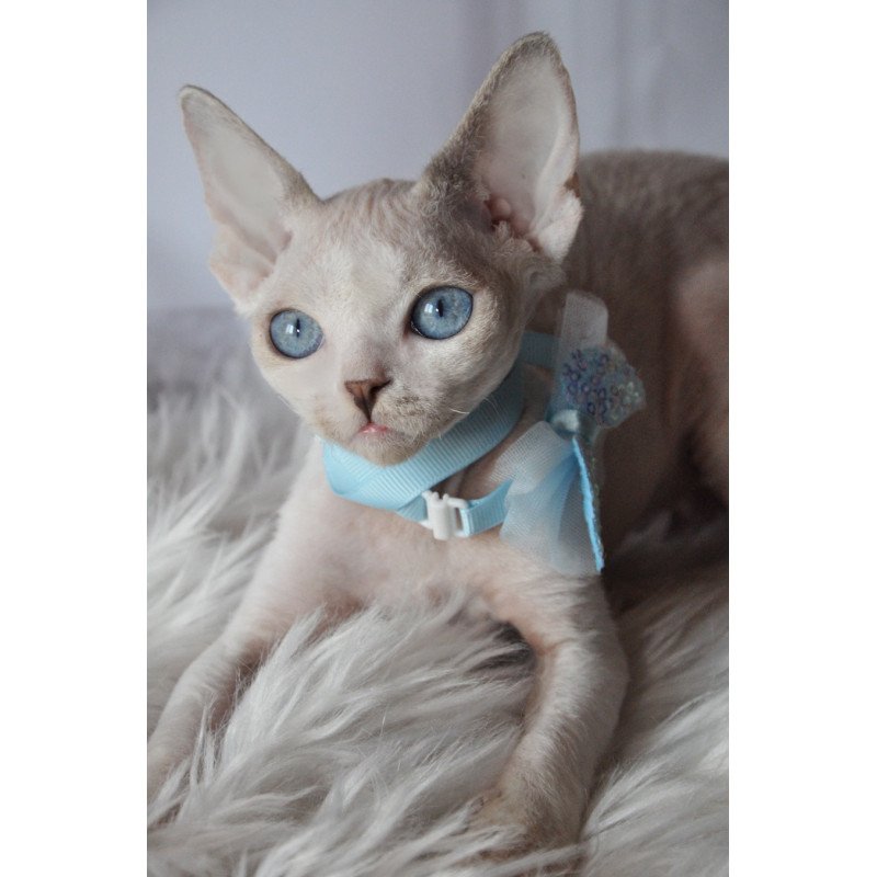 Devon Rex NOV Tolik