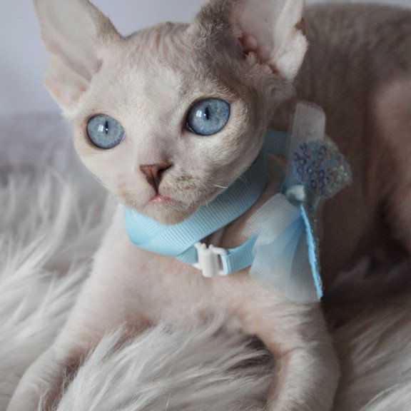 Devon Rex NOV Tolik