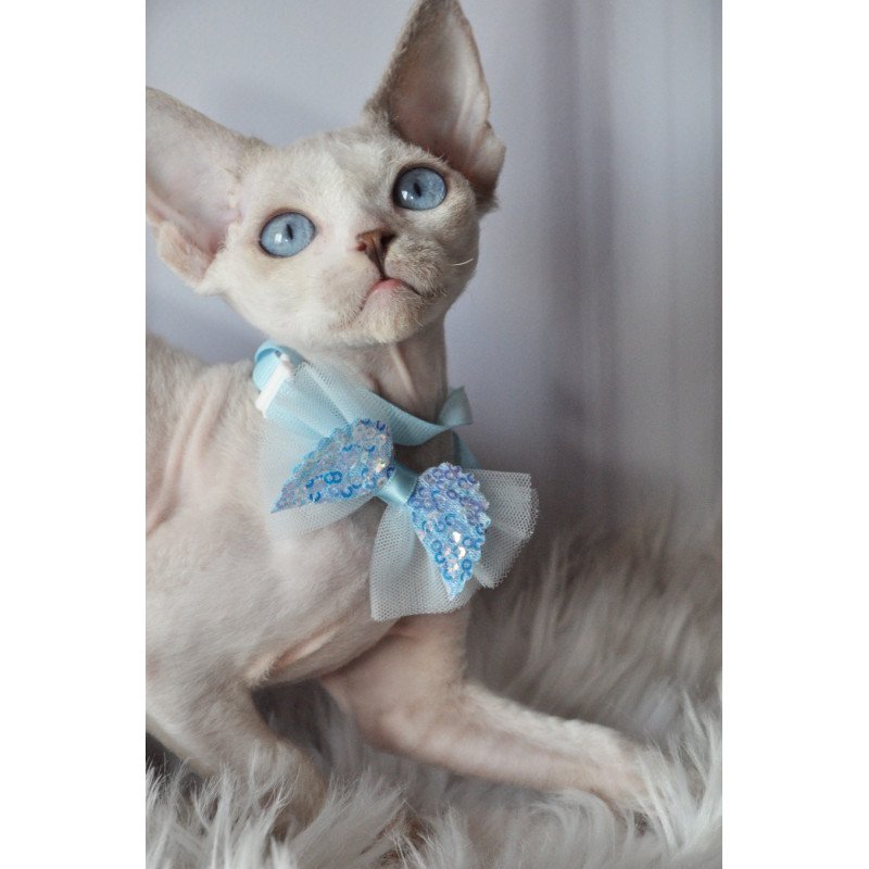 Devon Rex NOV Tolik