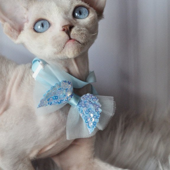 Devon Rex NOV Tolik