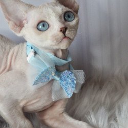 Devon Rex NOV Tolik