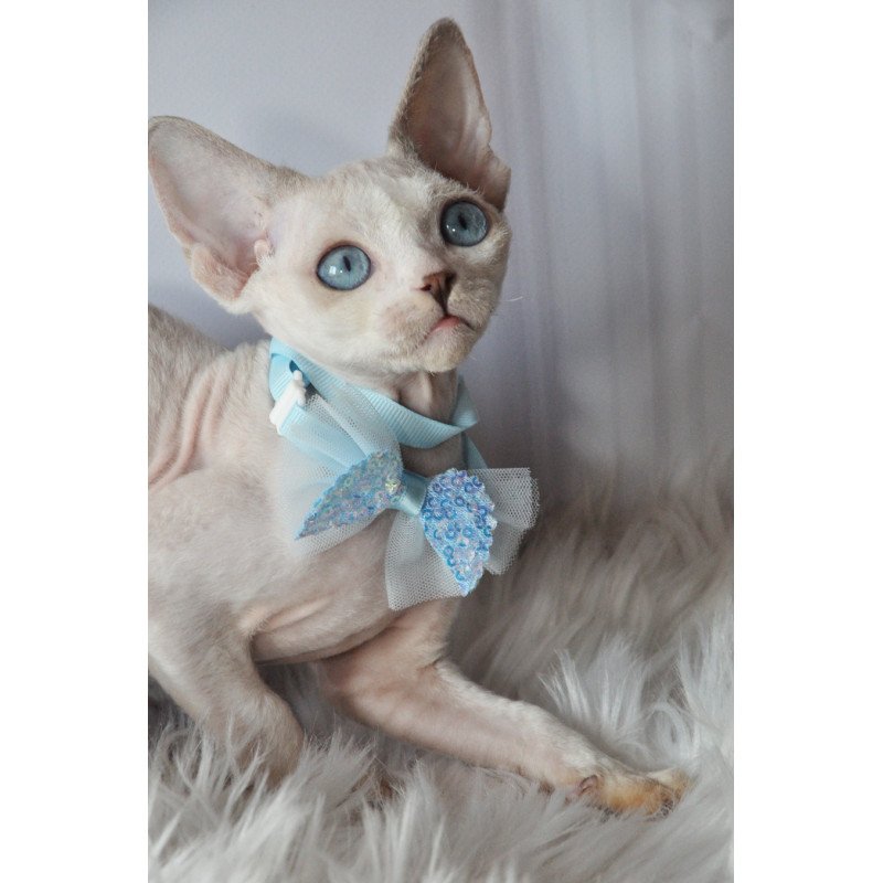 Devon Rex NOV Tolik