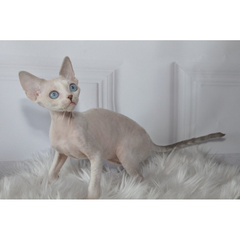 Devon Rex NOV Tolik