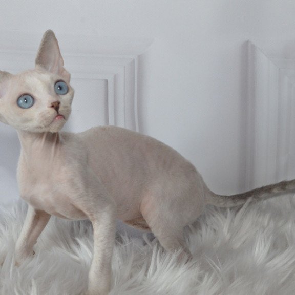 Devon Rex NOV Tolik