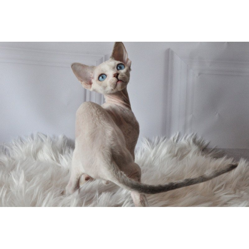 Devon Rex NOV Tolik