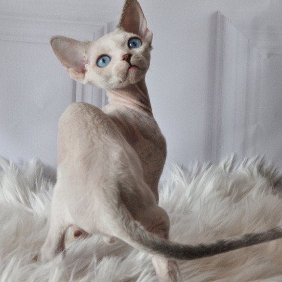 Devon Rex NOV Tolik