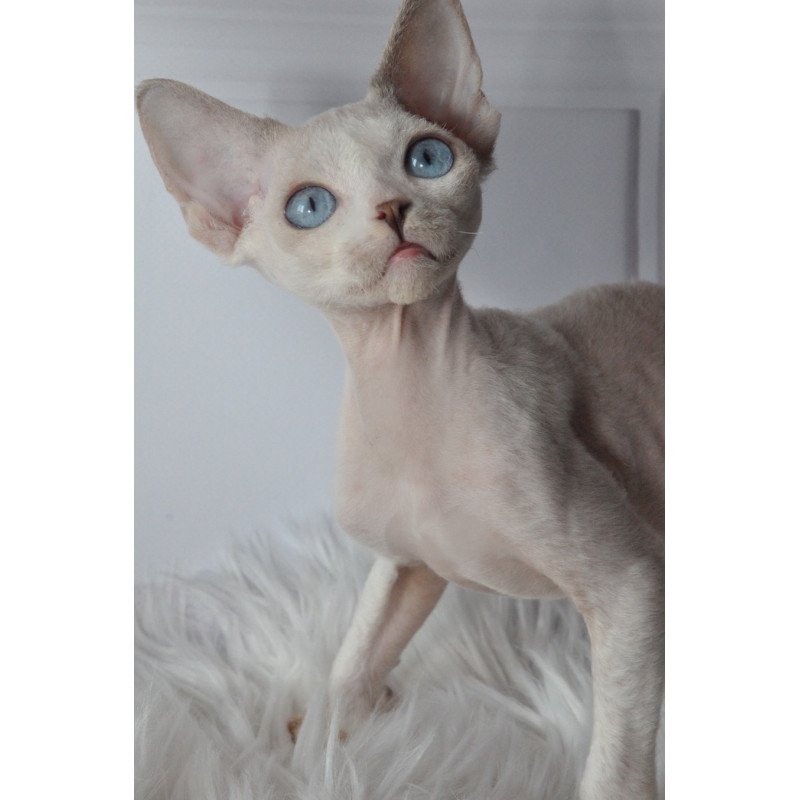Devon Rex NOV Tolik