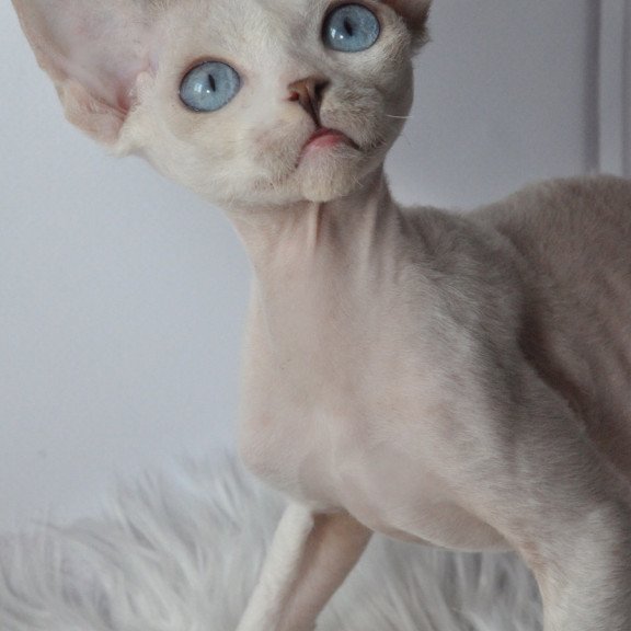 Devon Rex NOV Tolik