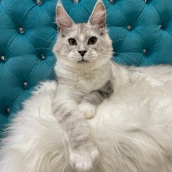 Maine Coon NOV Kira