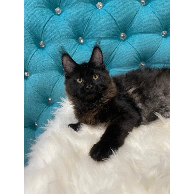 Maine Coon NOV Polina