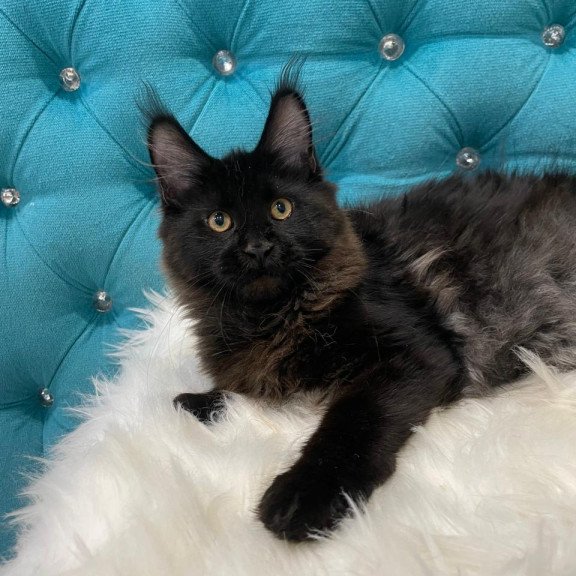 Maine Coon NOV Polina
