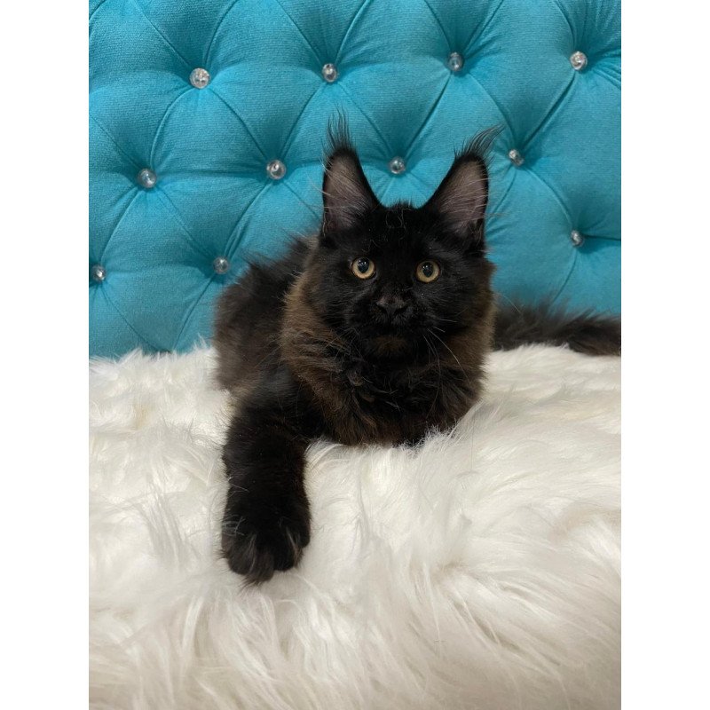 Maine Coon NOV Polina