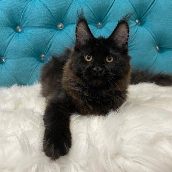 Maine Coon NOV Polina
