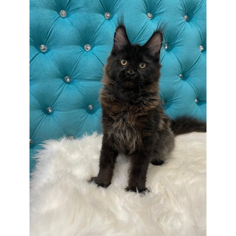 Maine Coon NOV Polina