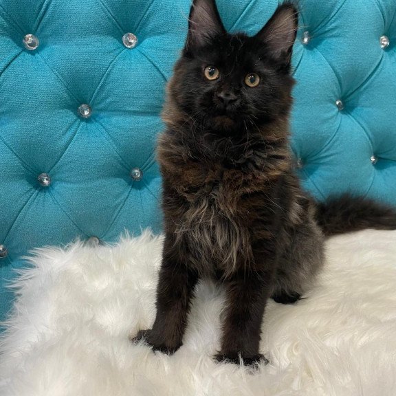 Maine Coon NOV Polina