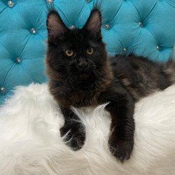 Maine Coon NOV Polina