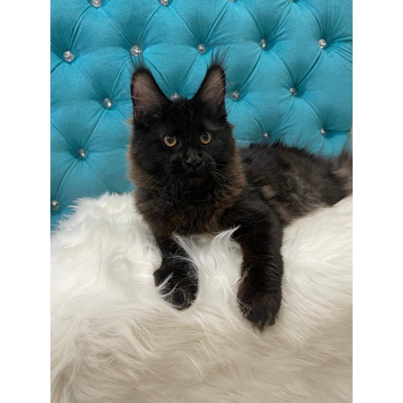 Maine Coon NOV Polina