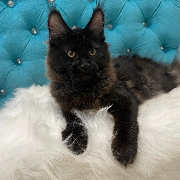 Maine Coon NOV Polina