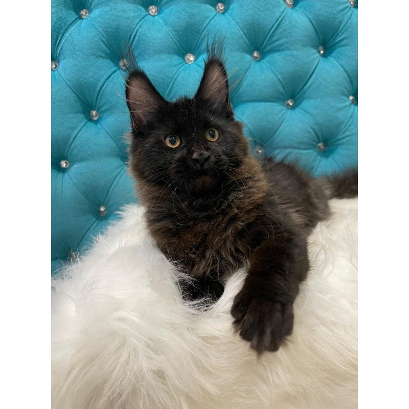 Maine Coon NOV Polina