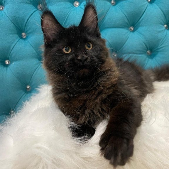 Maine Coon NOV Polina