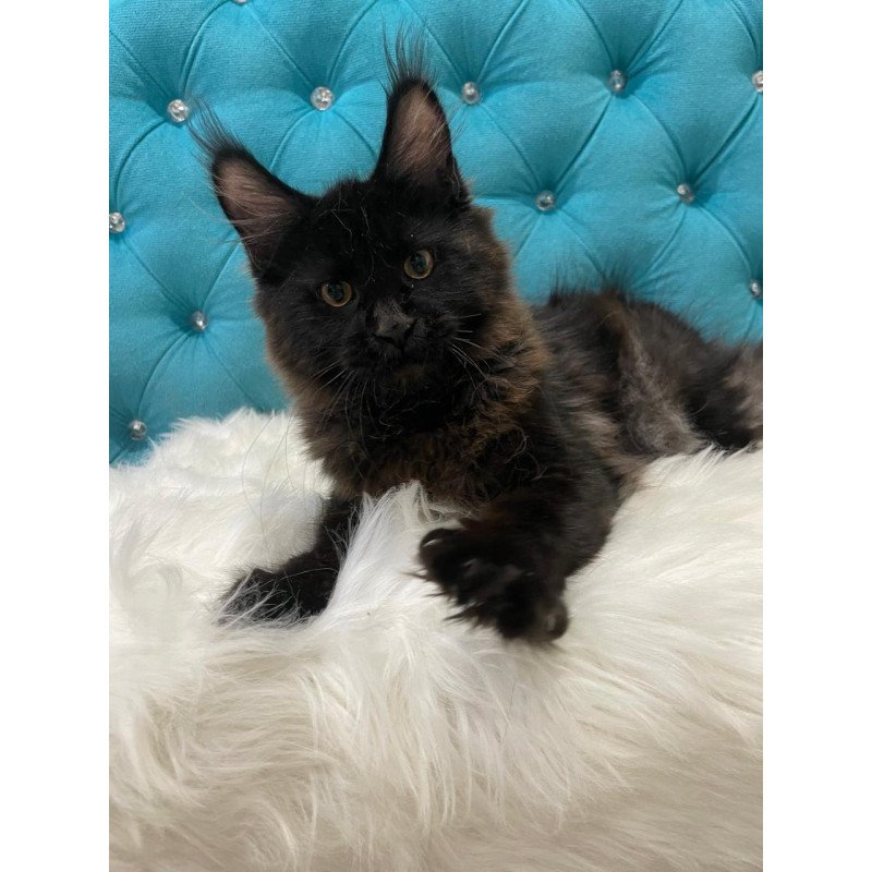 Maine Coon NOV Polina