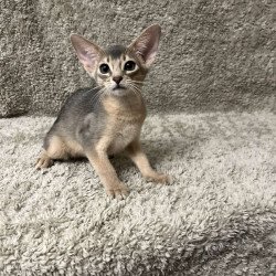 Abyssinian NOV Henri