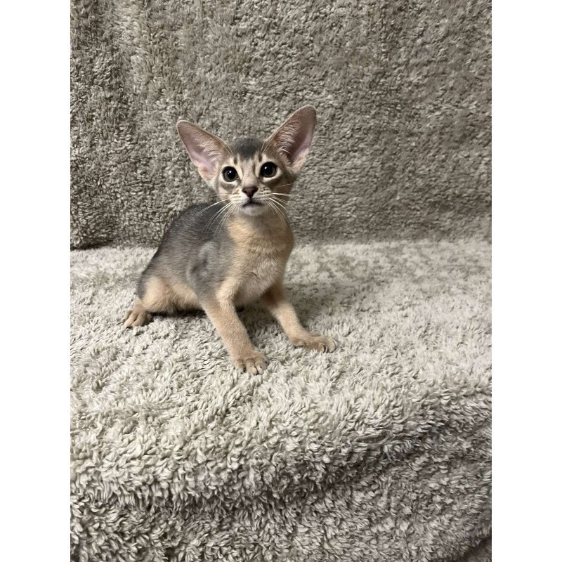 Abyssinian NOV Henri